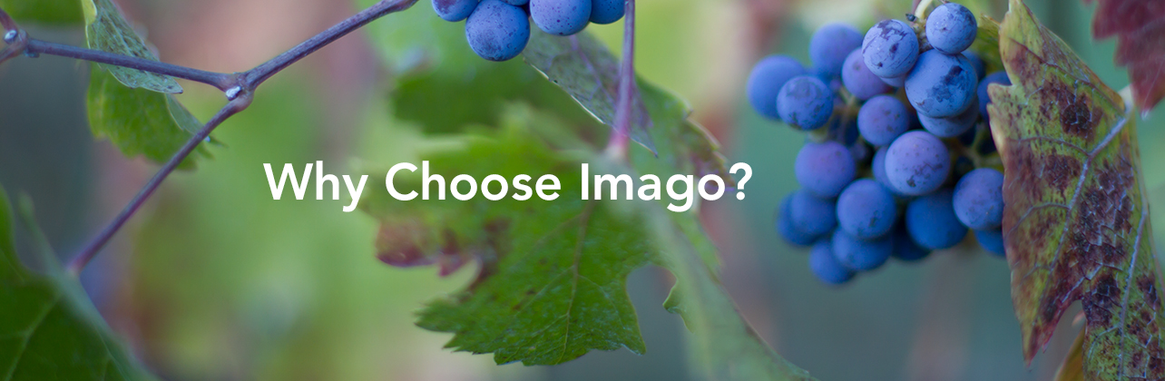 Why Choose Imago?